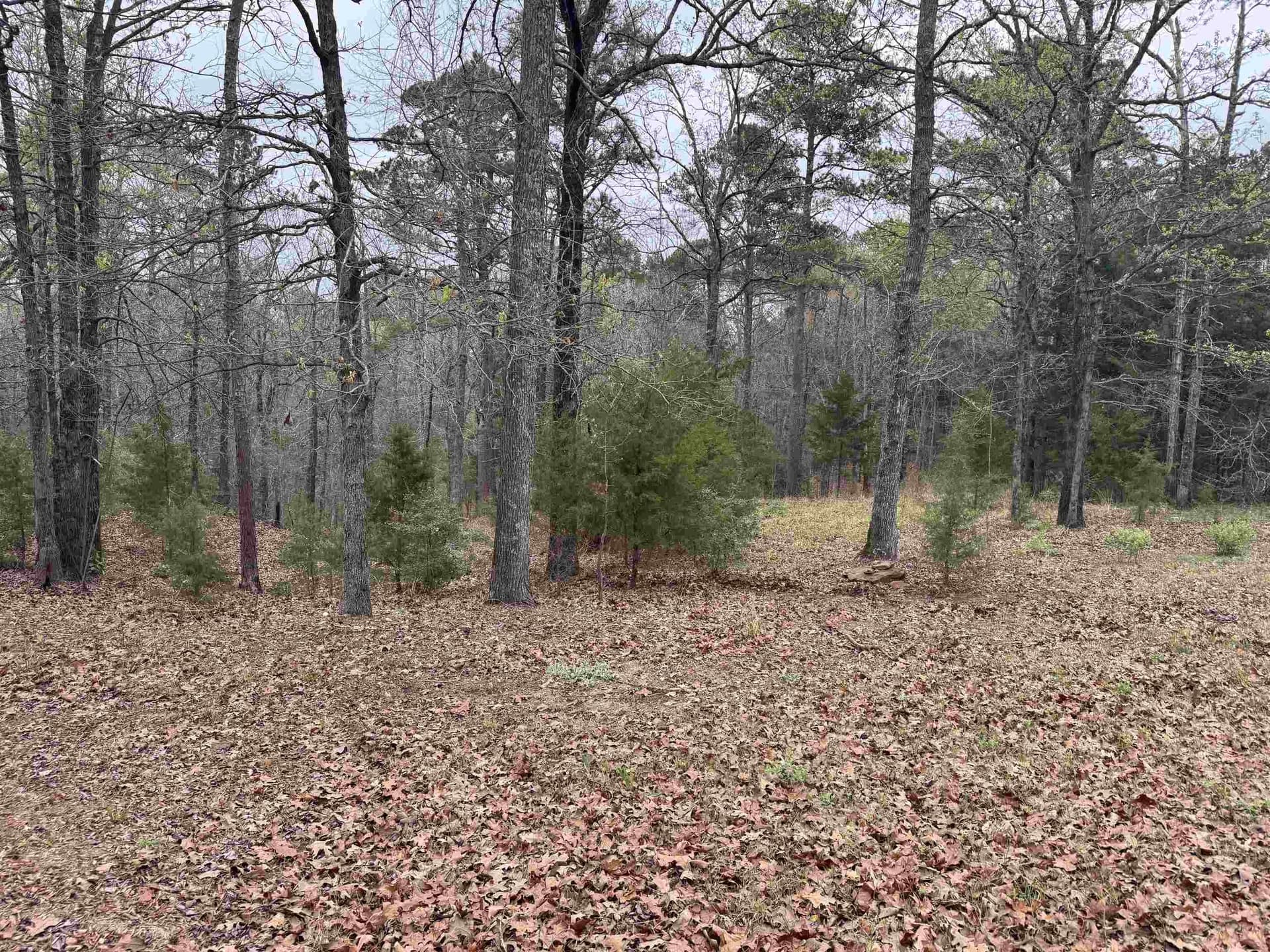 2.35 acres in Texas County - photo 8