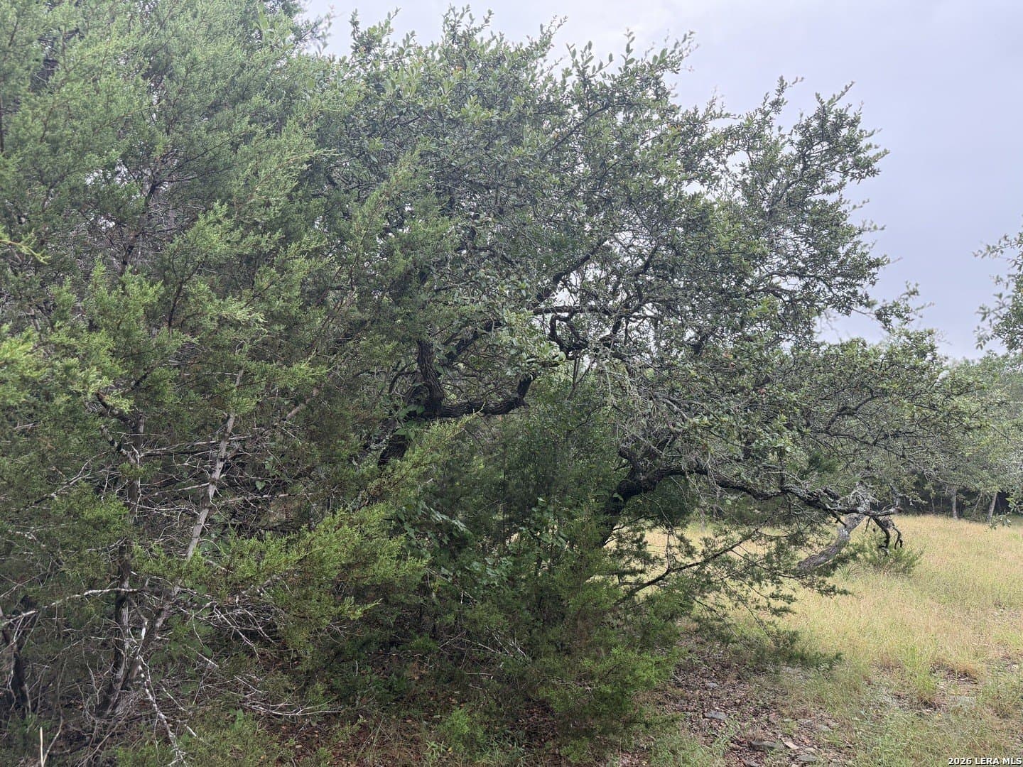 1.03 acres in Comal County gallery image 2