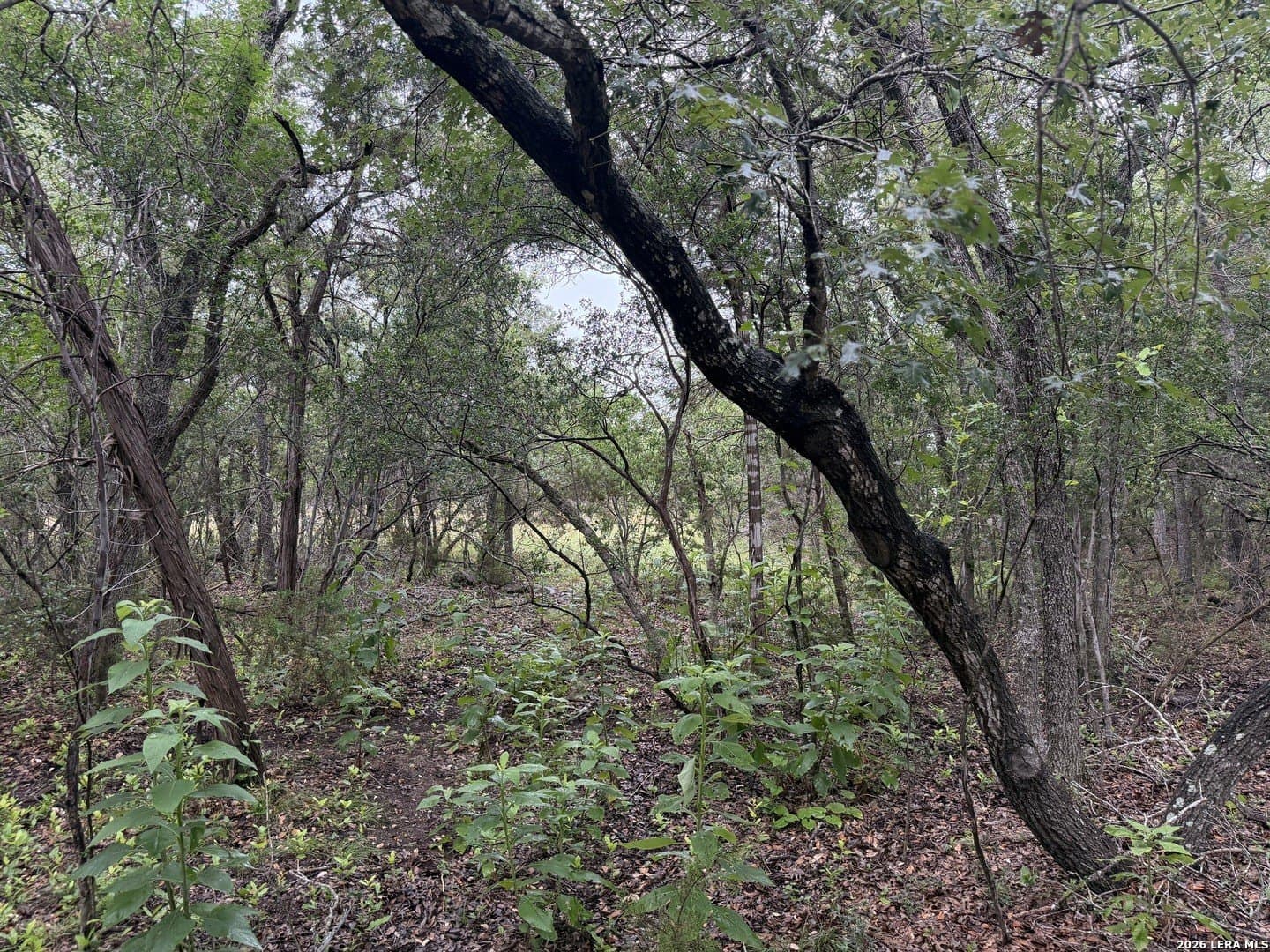 1.03 acres in Comal County - photo 23