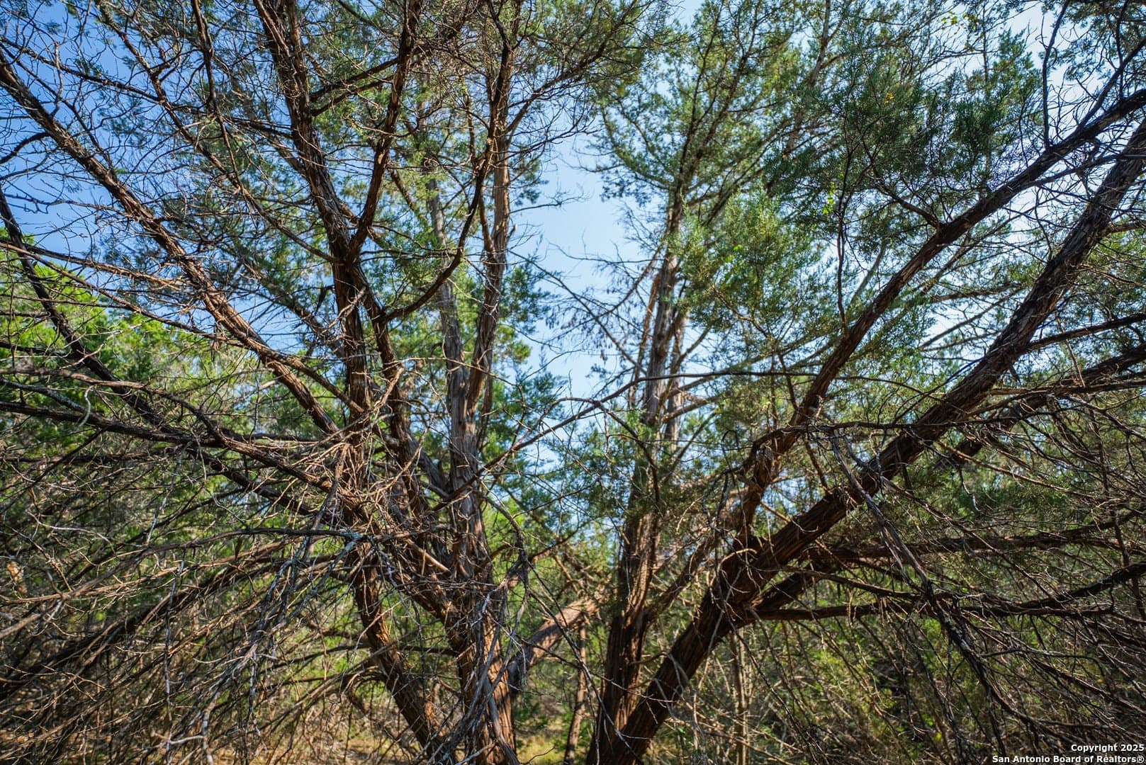 0.34 acres in Comal County - photo 16