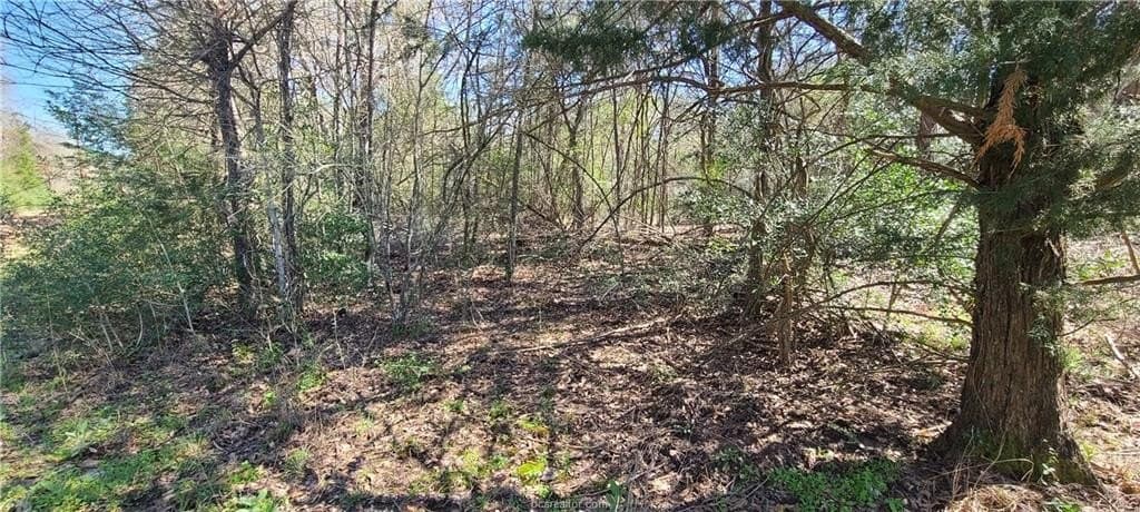 25 acres in Robertson County gallery image 4