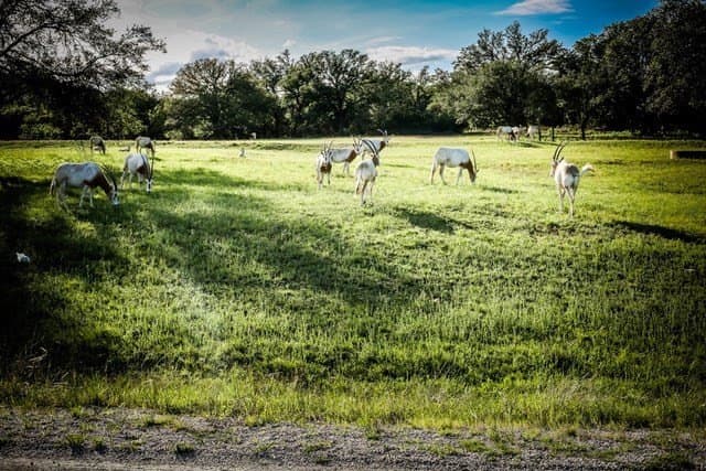 5 acres in Blanco County - photo 11