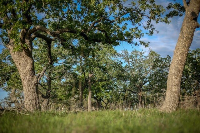 5 acres in Blanco County - photo 7