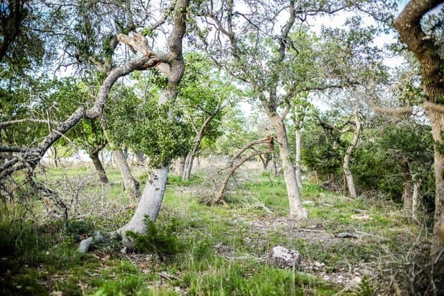 5 acres in Blanco County - photo 9