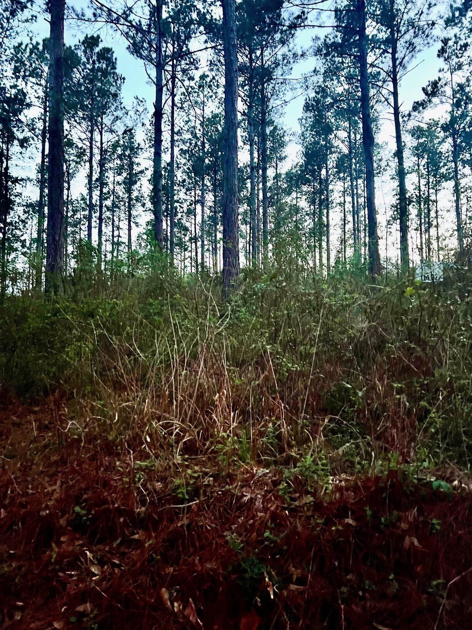 10.03 acres in Shelby County gallery image 2