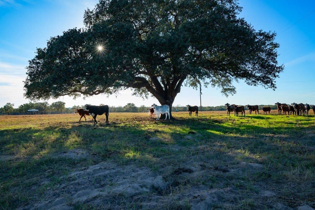 25.5 acres in Goliad County gallery image 4