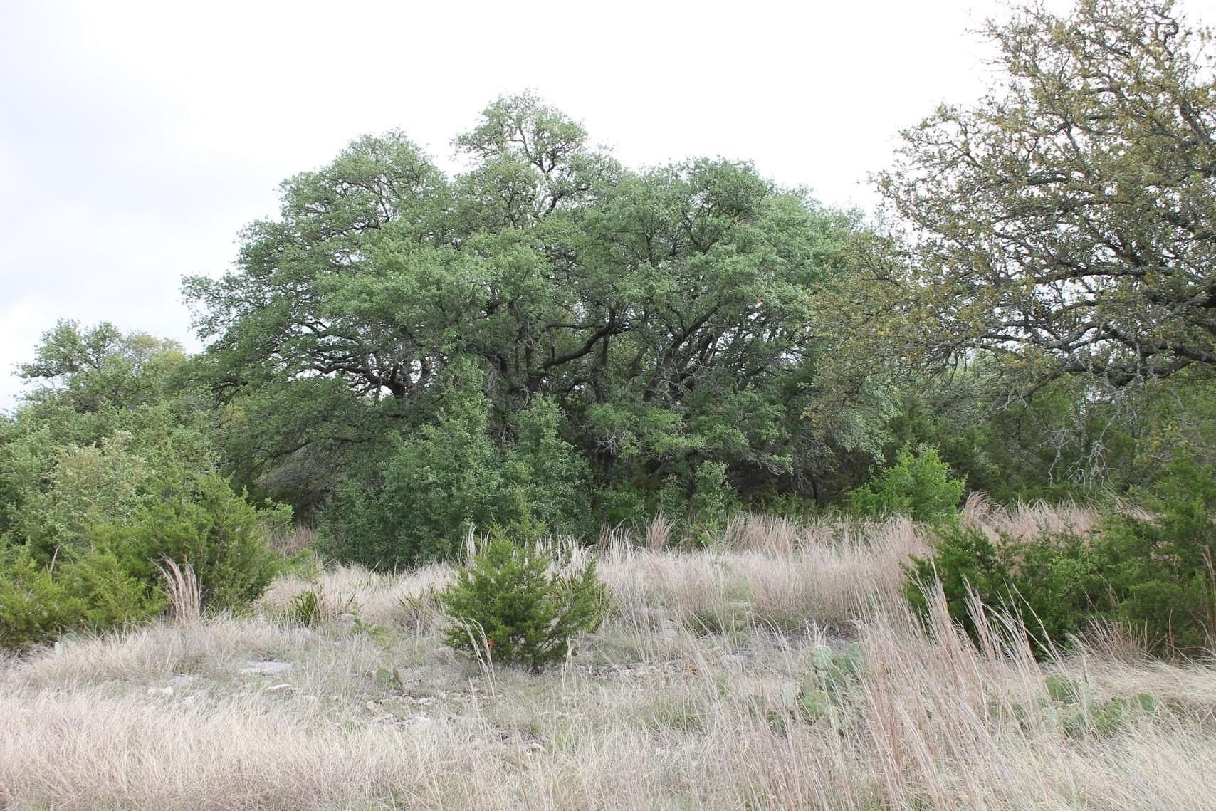 12.06 acres in Burnet County - photo 8
