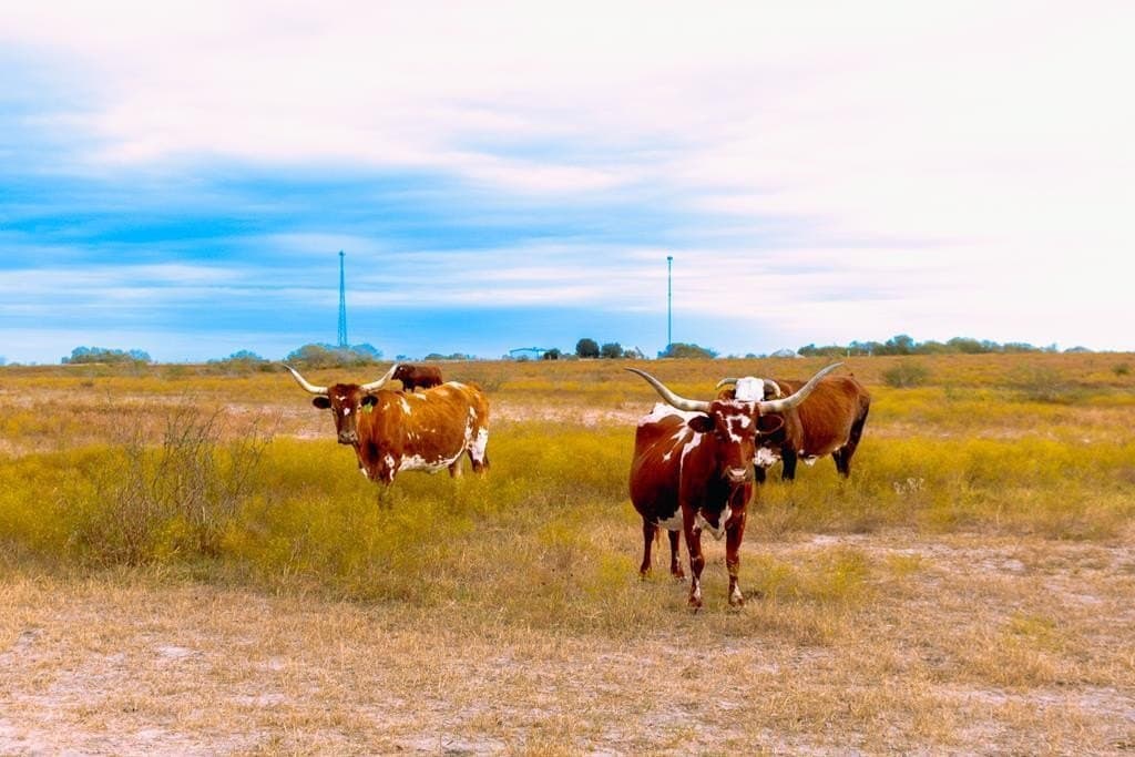 291.39 acres in Atascosa County gallery image 4