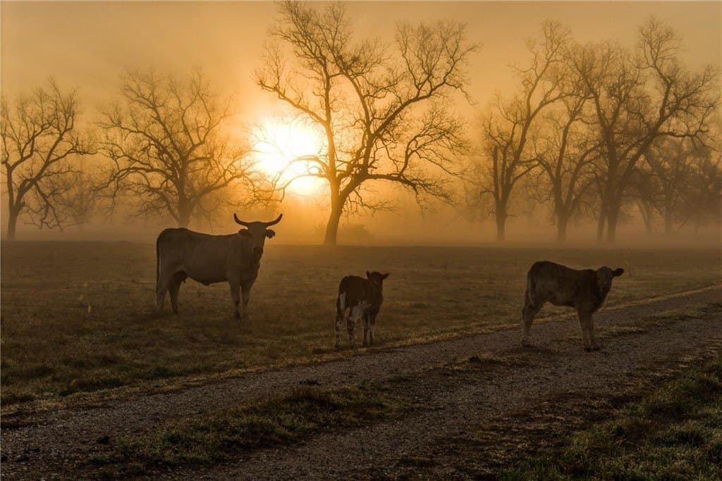 360.38 acres in AUSTIN County - photo 3