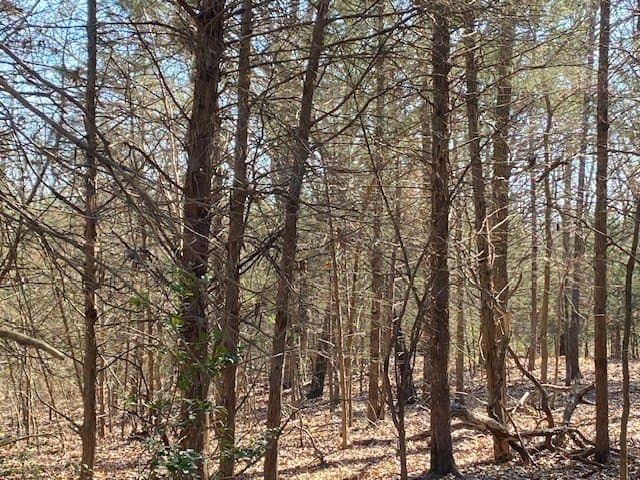 149 acres in Henderson County - photo 29