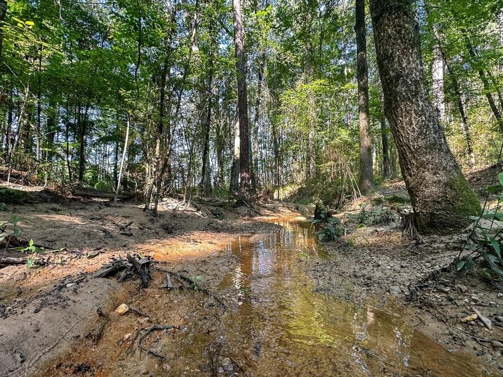 32.57 acres in Angelina County gallery image 4