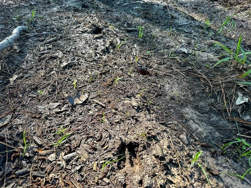 32.57 acres in Angelina County featured view