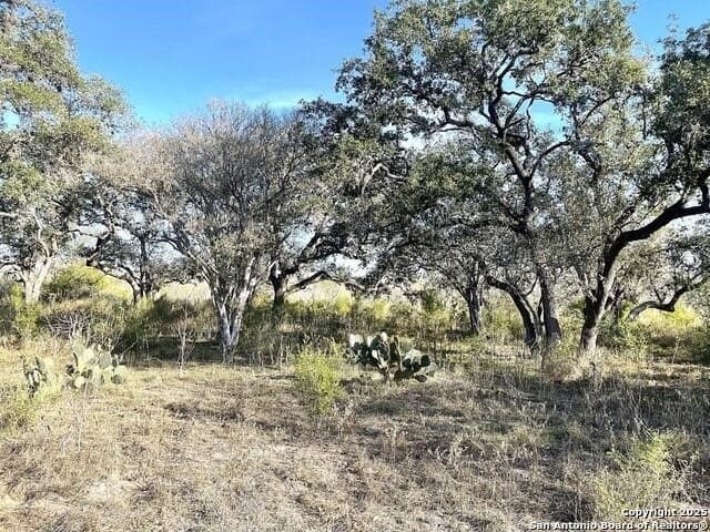 79 acres in Bee County gallery image 4