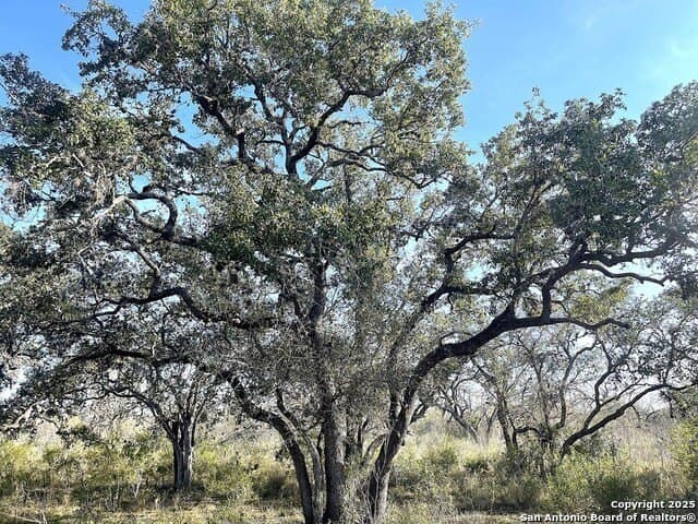 79 acres in Bee County