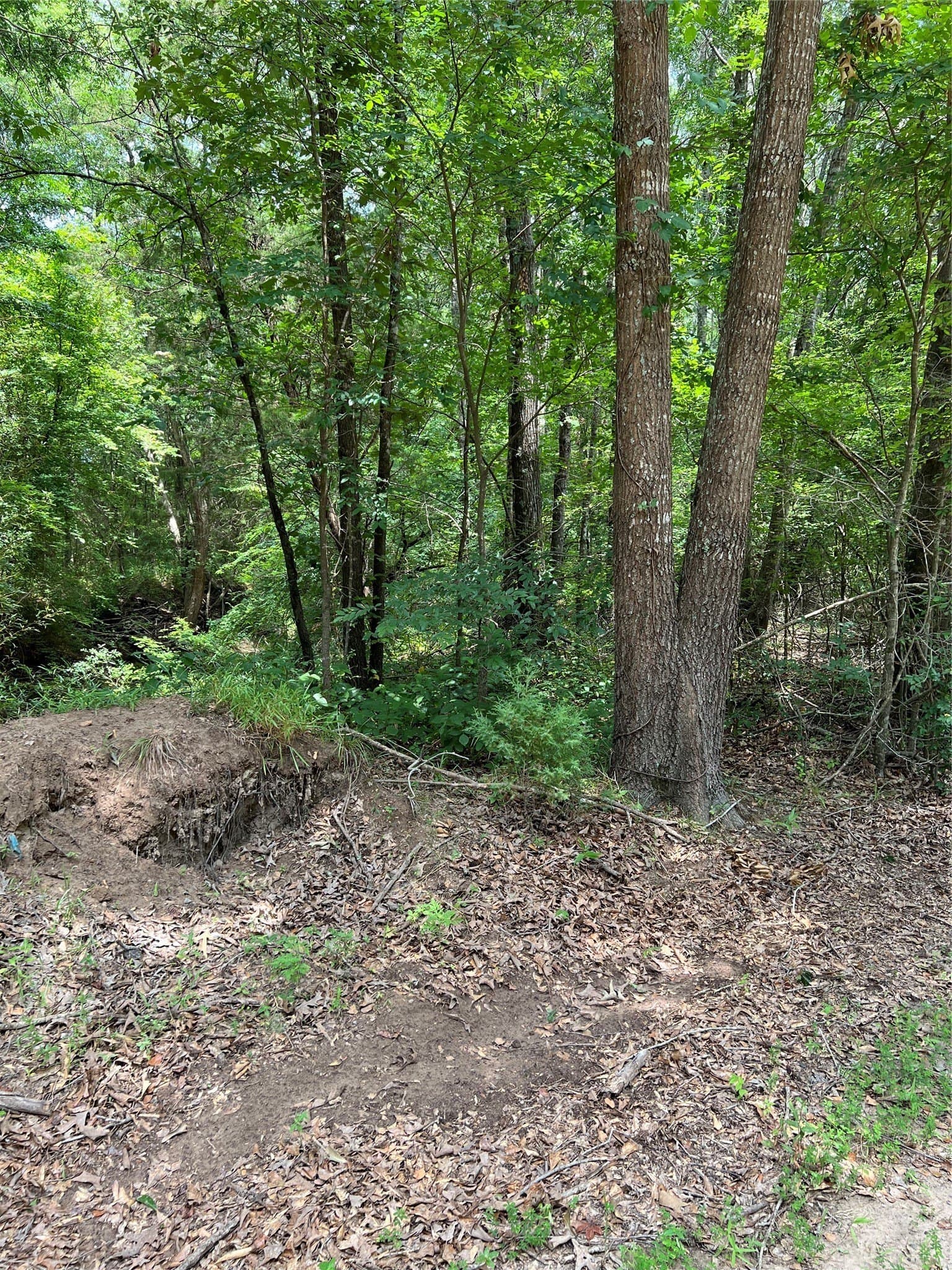 13.3 acres in Franklin (TX) County - photo 3