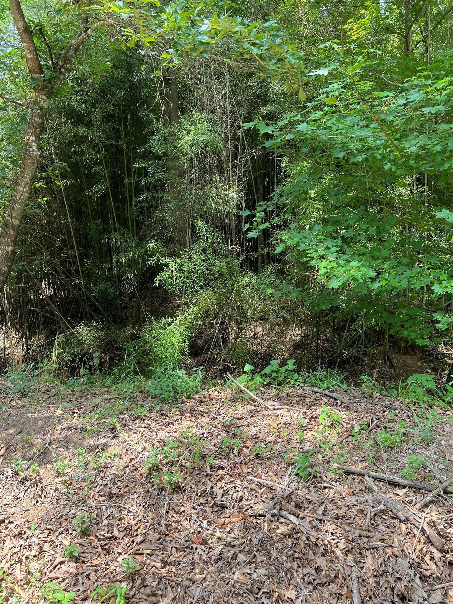 13.3 acres in Franklin (TX) County - photo 2