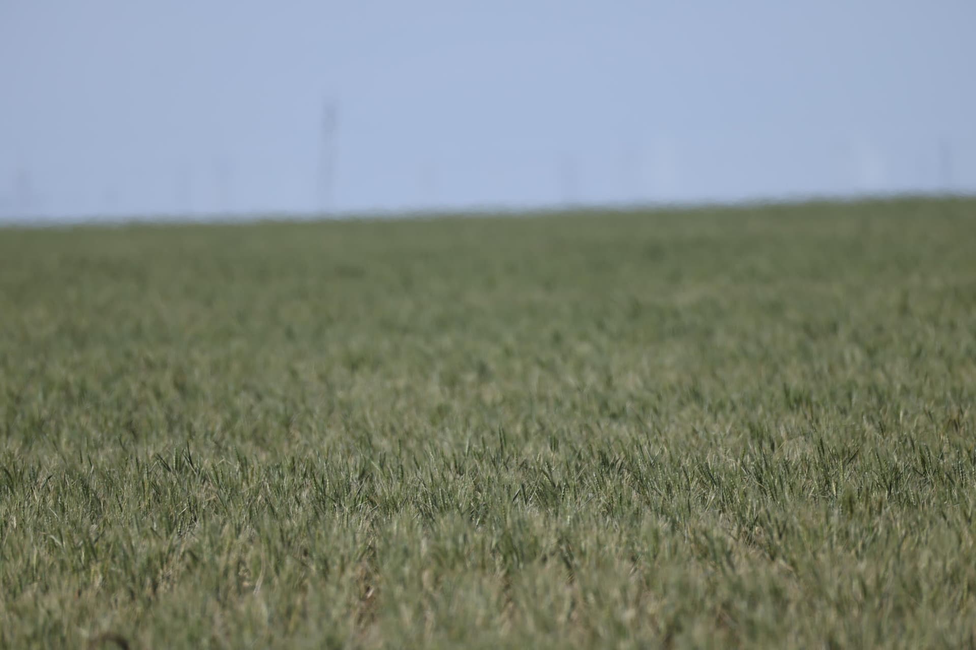 160 acres in Ochiltree County gallery image 4