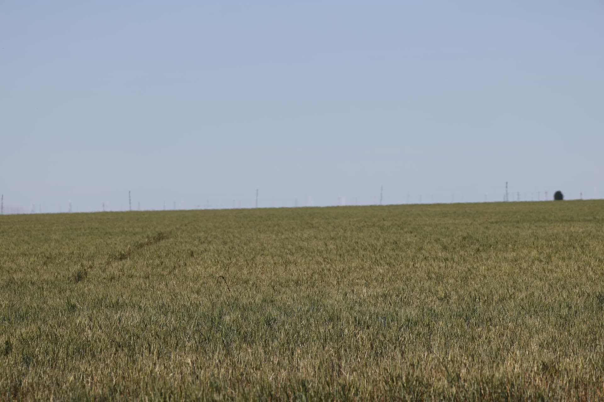 160 acres in Ochiltree County gallery image 2