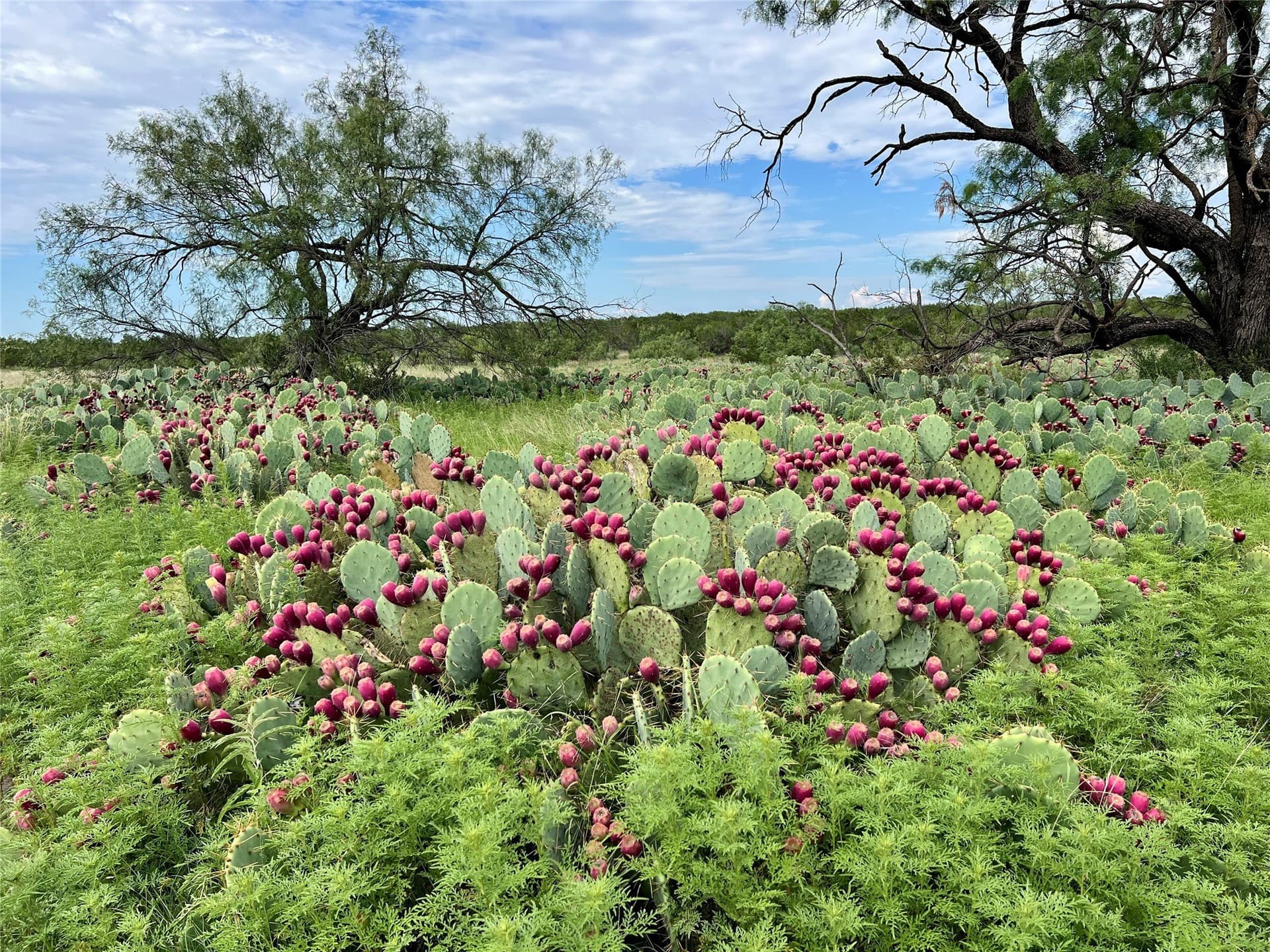 2,040 acres in Concho County - photo 37