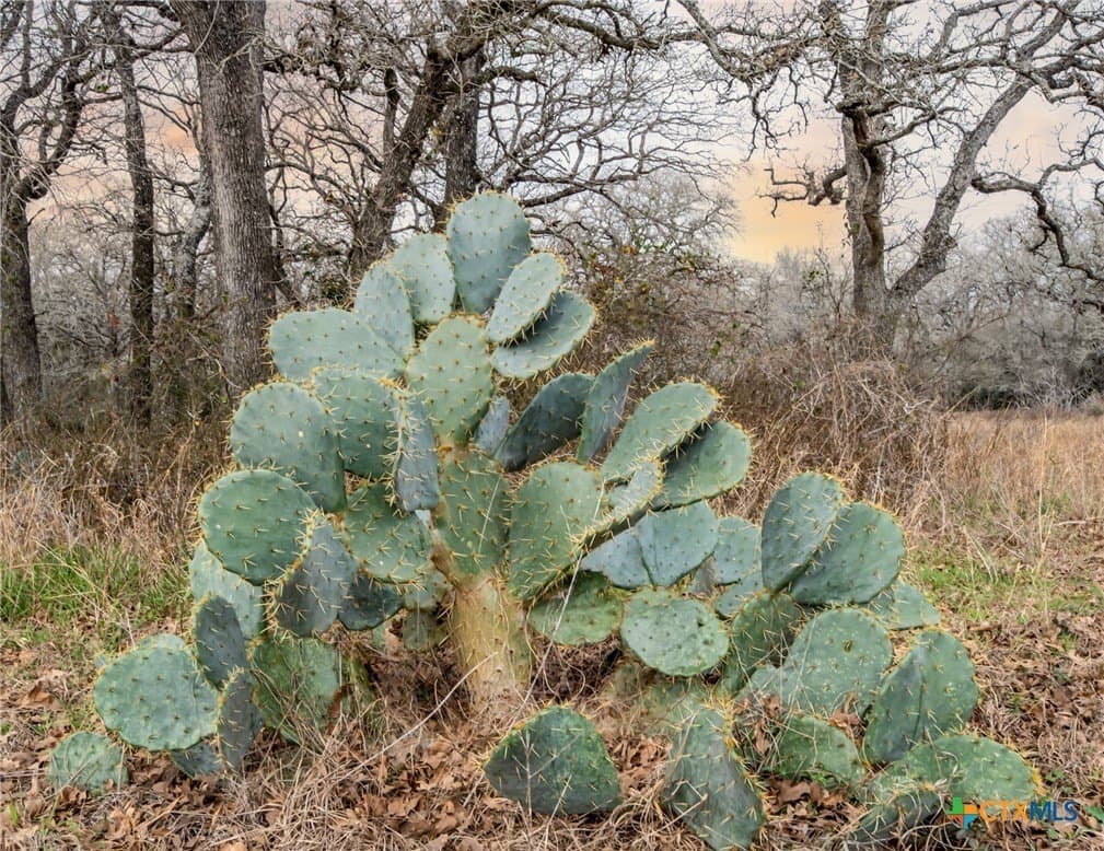 80.1 acres in Guadalupe County - photo 3