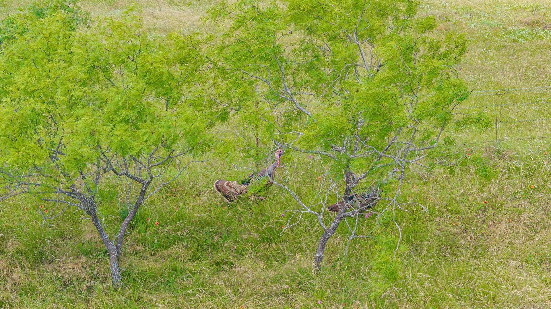 444 acres in Comanche County - photo 28