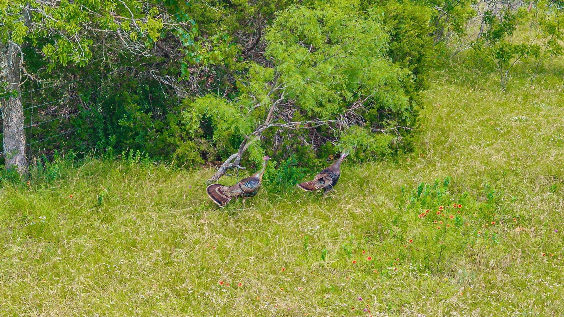 444 acres in Comanche County - photo 29