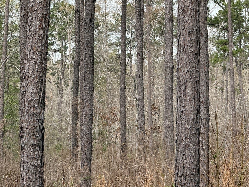 12.08 acres in Texas County - photo 6