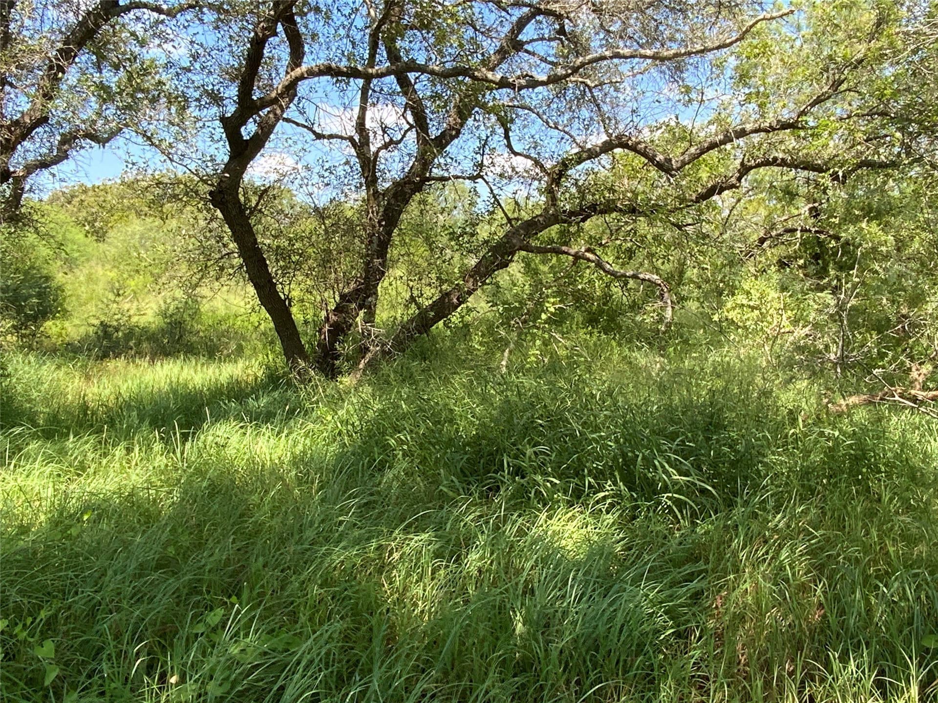 21 acres in San Patricio County gallery image 3