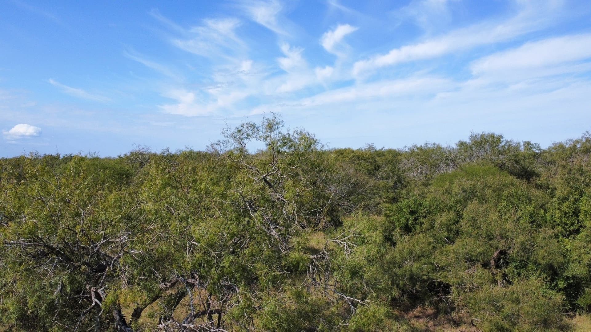 21 acres in San Patricio County - photo 12