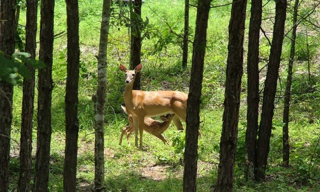52 acres in Wood County - photo 40
