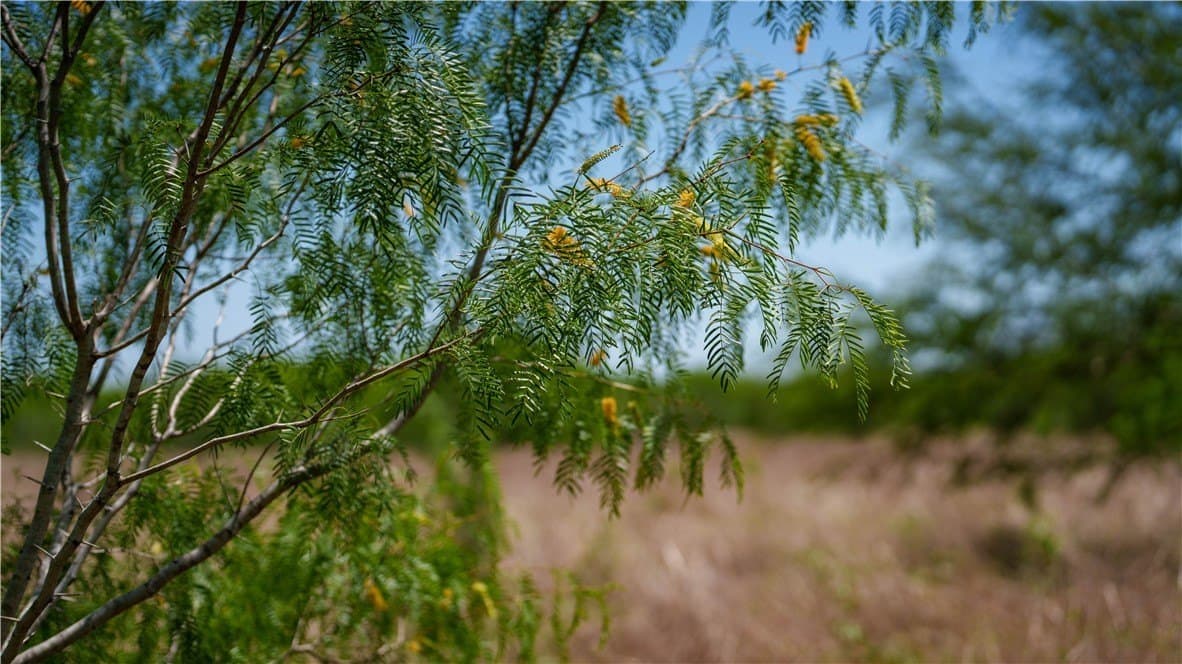 5.02 acres in Jim Wells County - photo 21