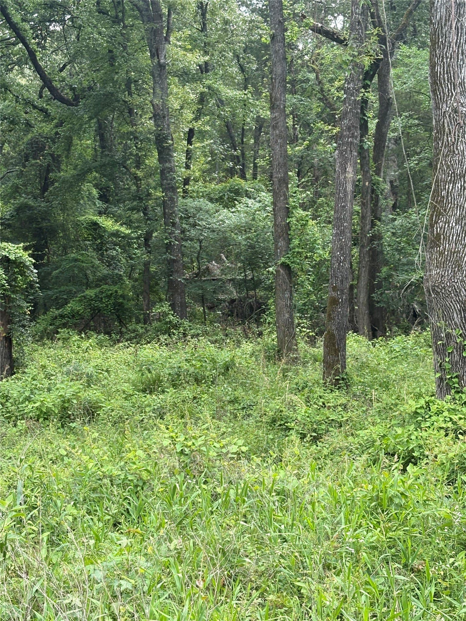 10.01 acres in Van Zandt County gallery image 4