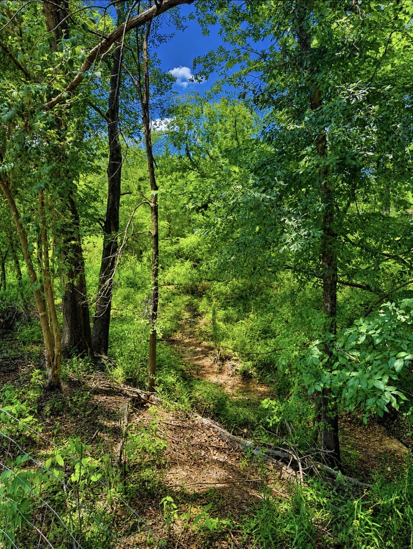 0.36 acres in Henderson County featured view