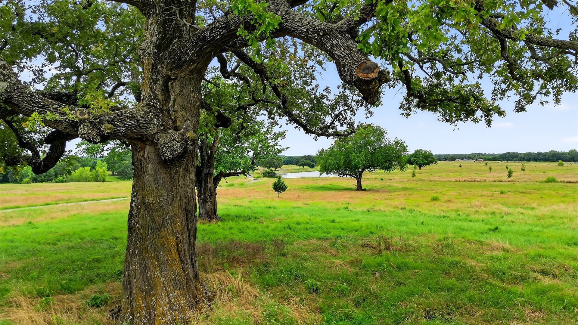 185.12 acres in Grayson County - photo 20