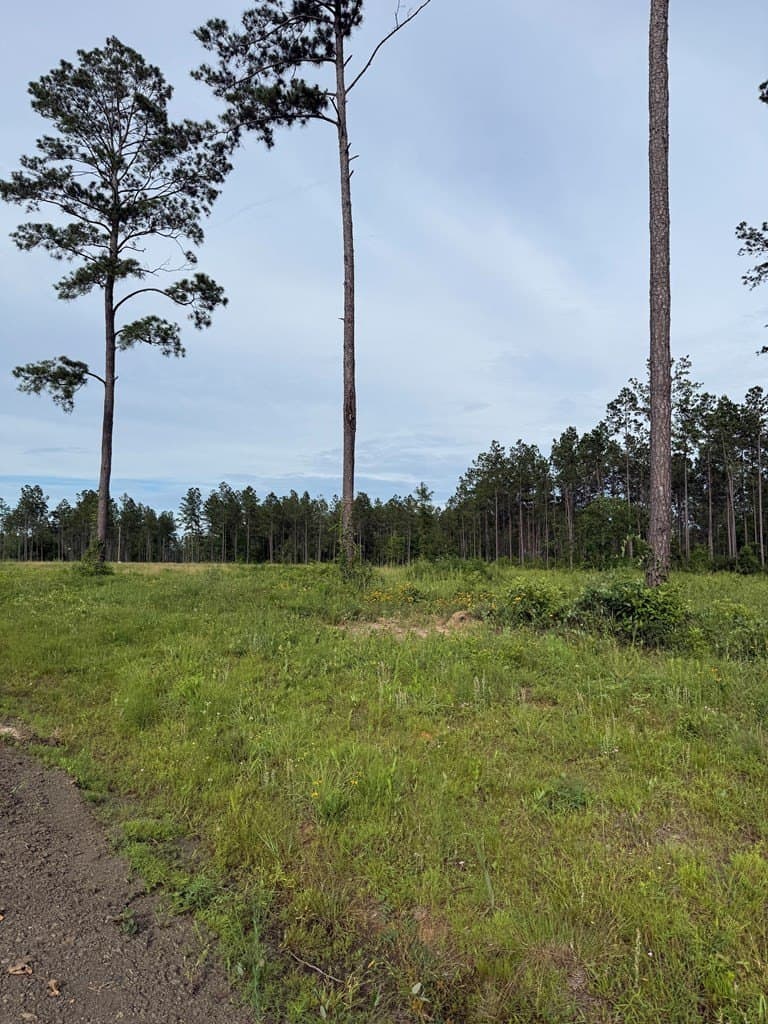 10.15 acres in Texas County gallery image 4