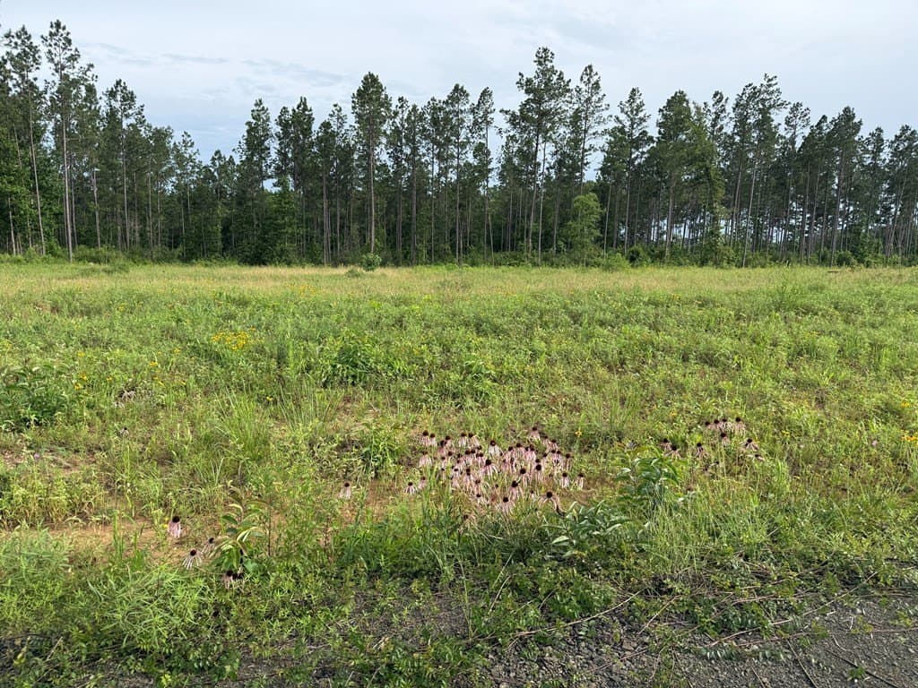 10.15 acres in Texas County - photo 9
