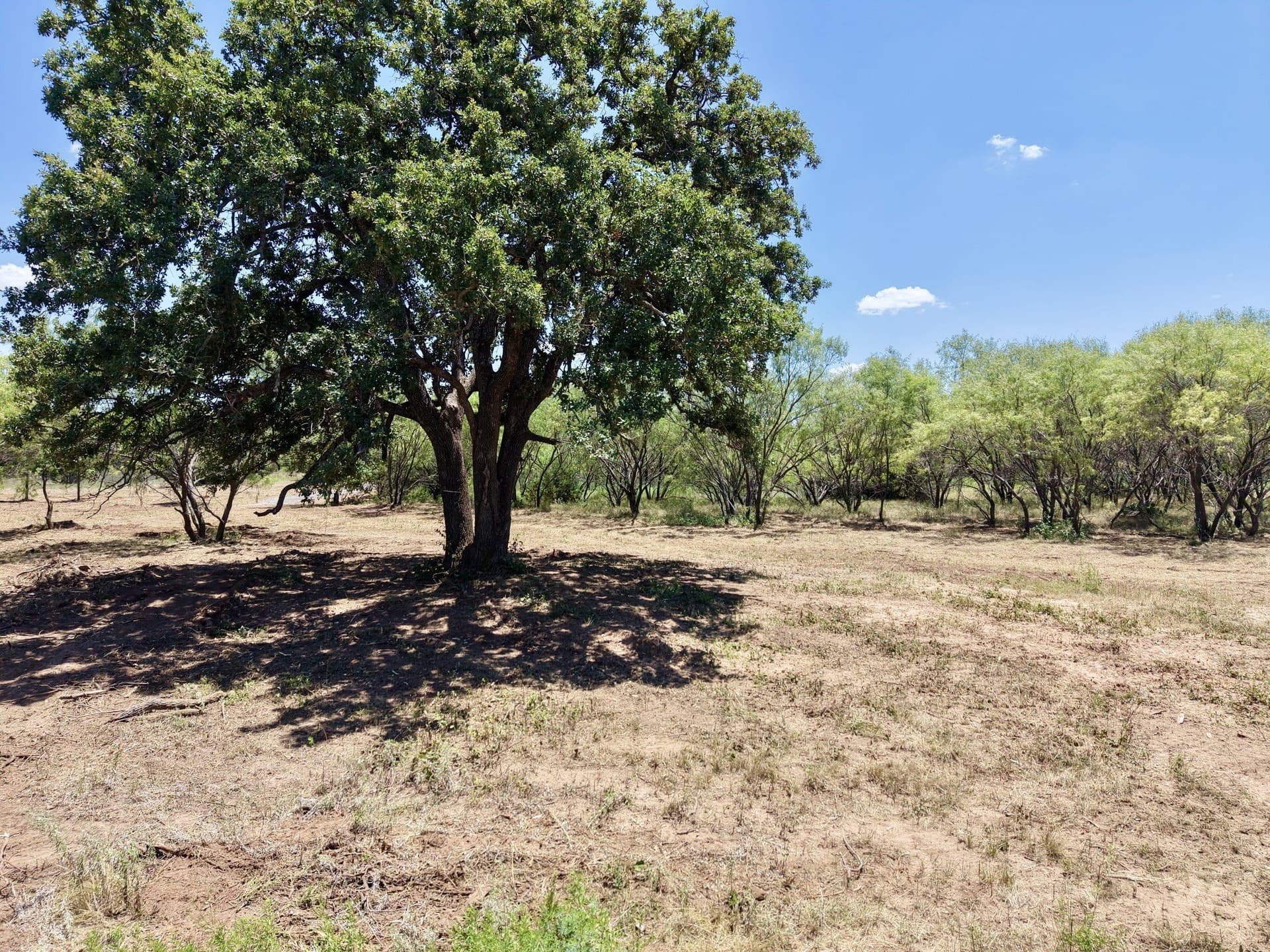 12.25 acres in Eastland County - photo 7