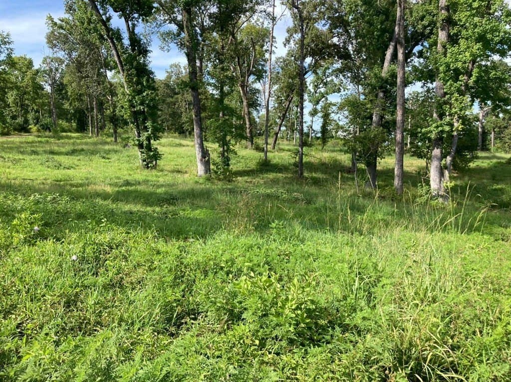 1.51 acres in Texas County gallery image 3