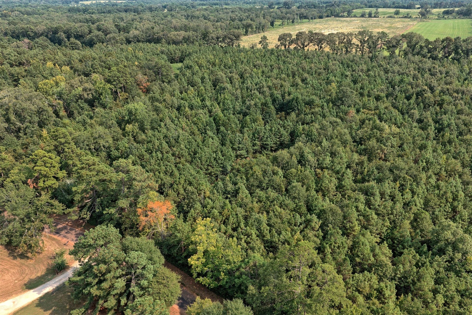 24.02 acres in Panola County - photo 15