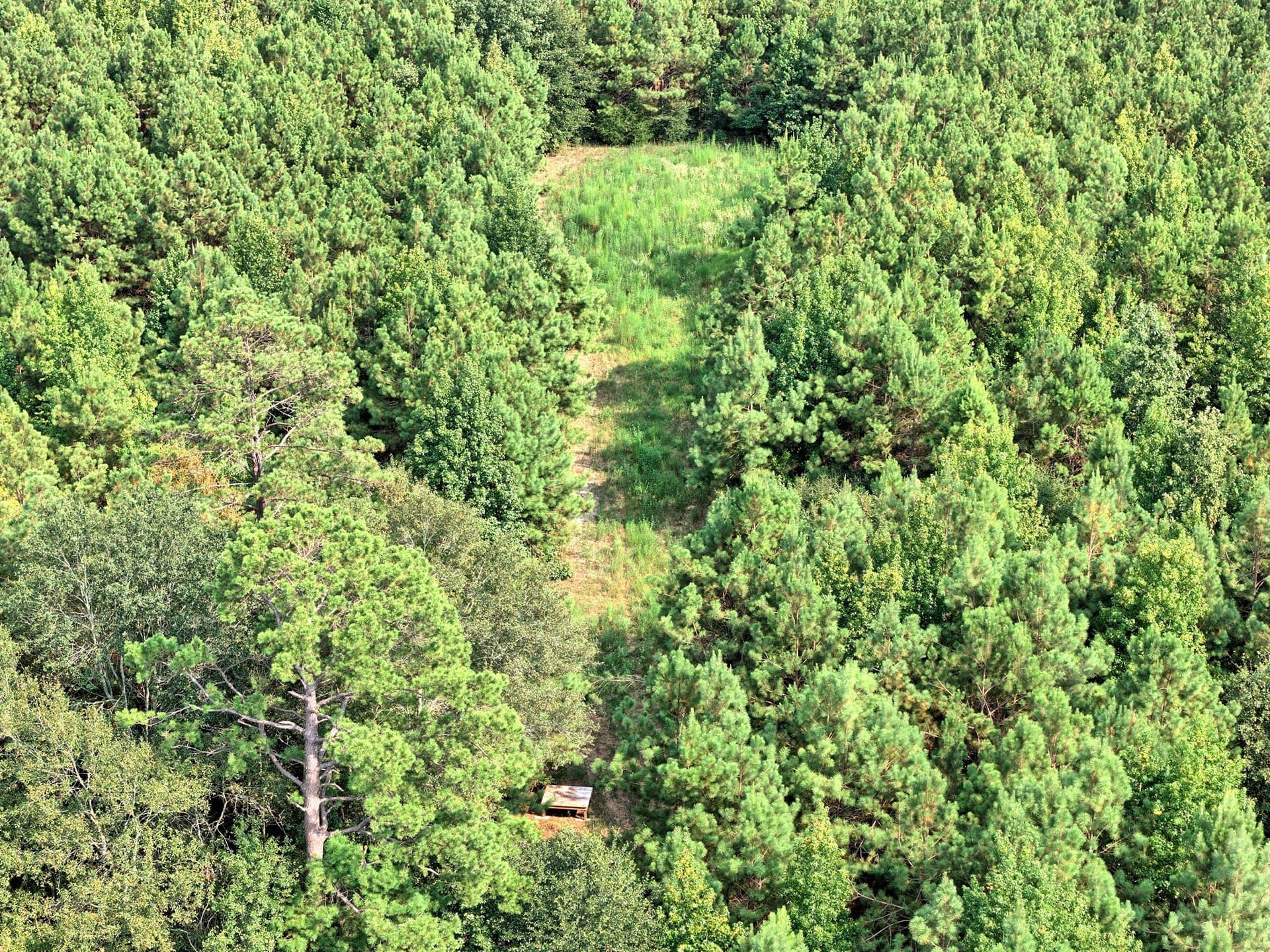 24.02 acres in Panola County - photo 5