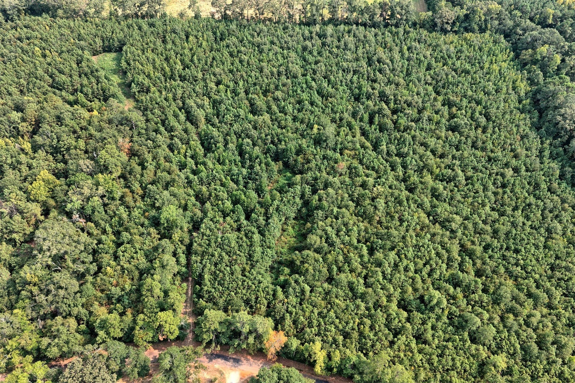 24.02 acres in Panola County - photo 13