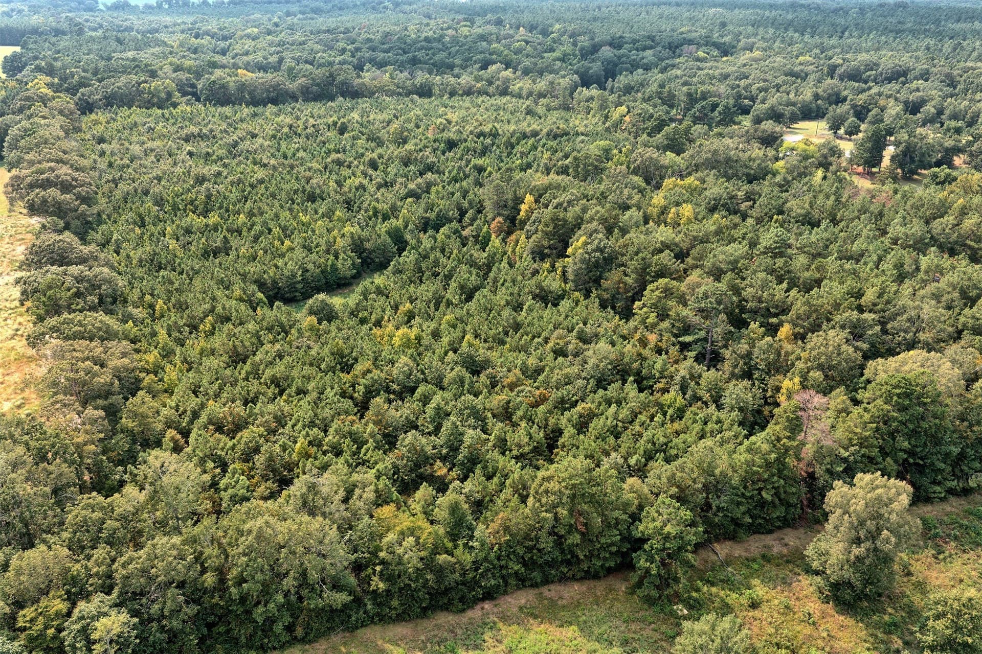 24.02 acres in Panola County - photo 3