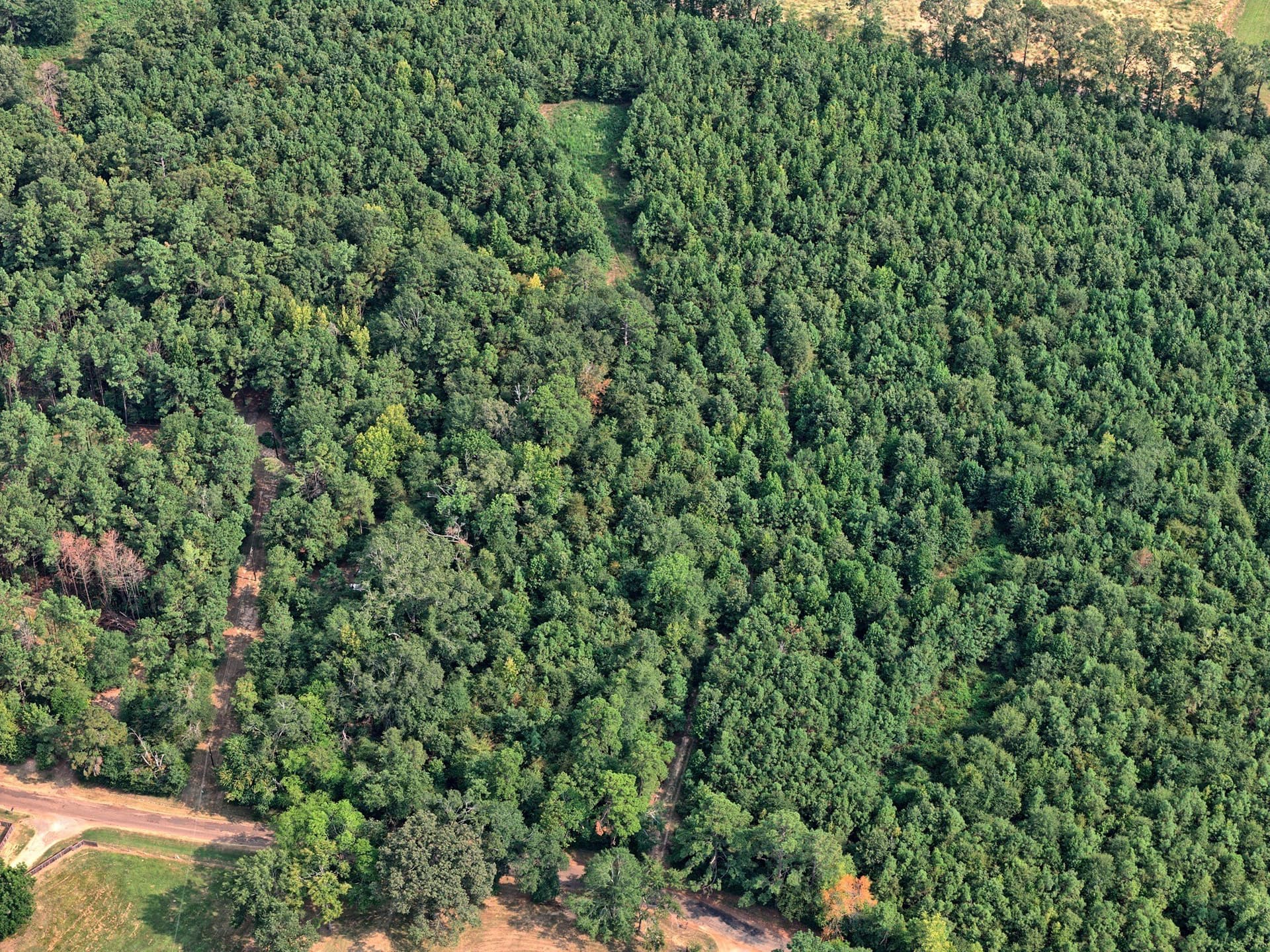 24.02 acres in Panola County - photo 4