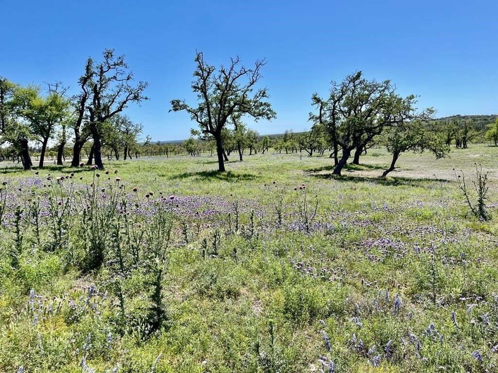 10.1 acres in Gillespie County featured view