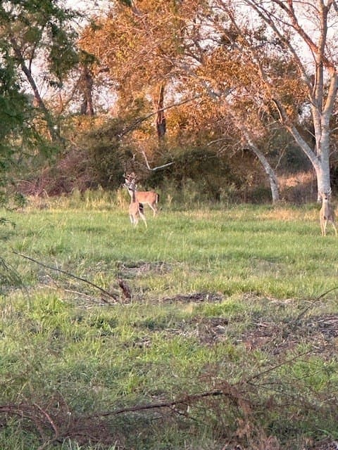 481.1 acres in Bay City County - photo 7