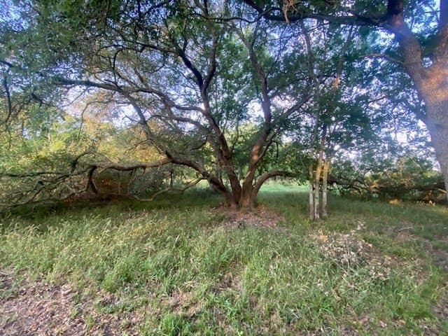 481.1 acres in Bay City County - photo 21