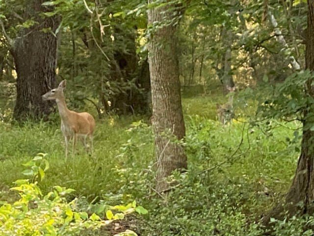 481.1 acres in Bay City County - photo 54