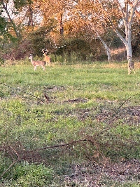 481.1 acres in Bay City County - photo 6