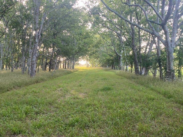 481.1 acres in Bay City County - photo 28