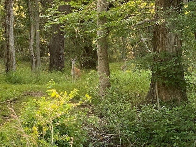 481.1 acres in Bay City County - photo 53